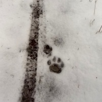 This just in -- BNB guests spot mountain lion (tracks)!